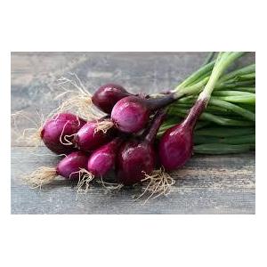 Botte oignons nouveaux rouge