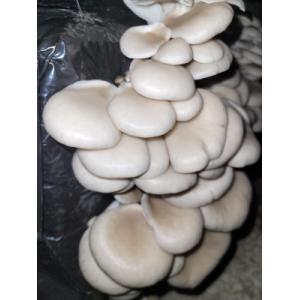 Pleurote grise