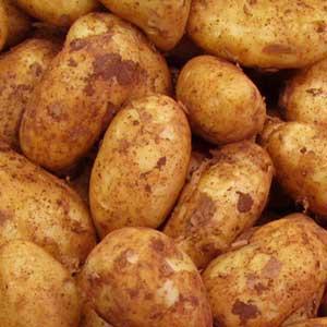 Pomme de terre nouvelle bio marabel