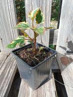 Houttuynia cordata
