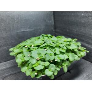Micropousses de shiso vert