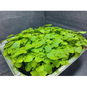 Micropousses de basilic menthe
