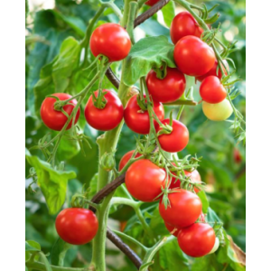 🍅 tomates cerise