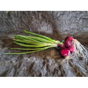 Oignon rouge botte