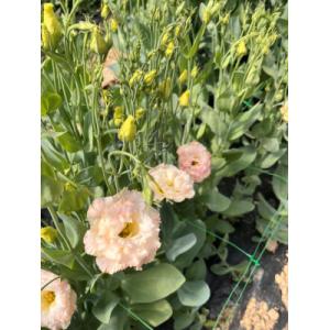 Botte de lisianthus couleur champagne 5 tiges
