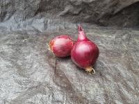 Oignon rouge