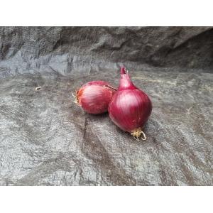Oignon rouge