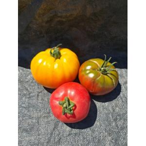 Tomate ancienne mélange