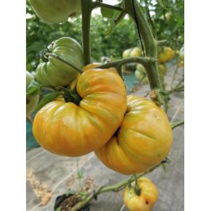 Tomates ananas