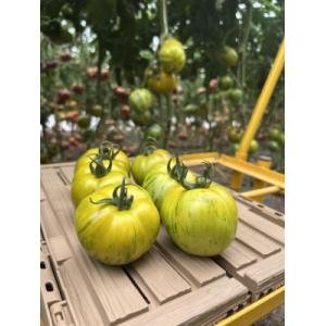 Tomate green zebra