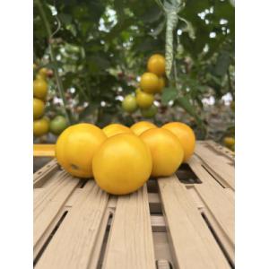 Tomate ronde  jaune