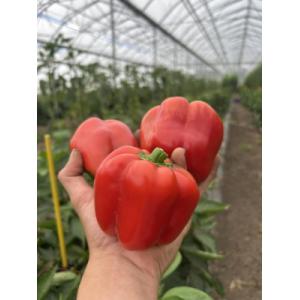 Poivron rouge