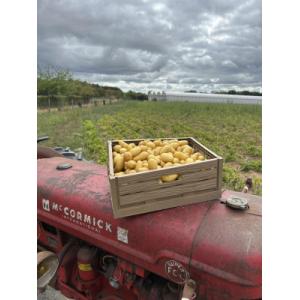 Pomme de terre grenaille