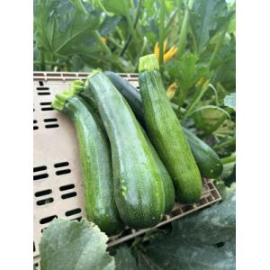 Courgettes petits calibres