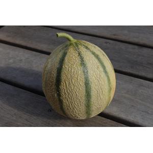 Melon bio