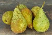 Poire variete comice