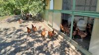 Oeufs fermiers plein air extra frais