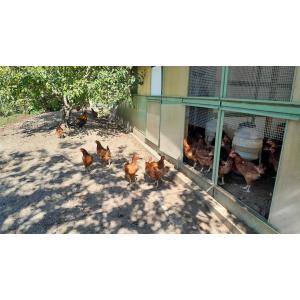 Oeufs fermiers plein air extra frais