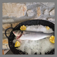 Bar sauvage pêche bretonne