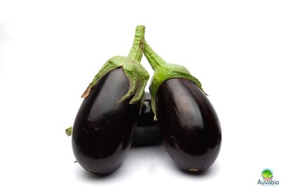 Aubergine violette