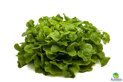 Salade feuille de chêne verte