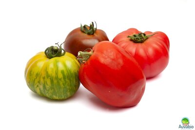 Tomates anciennes en mélange (variétés population