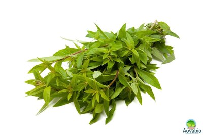 Verveine