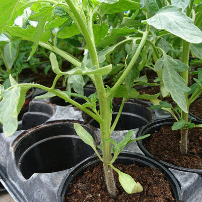 Plant de tomate mont favet
