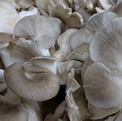 Pleurote gris