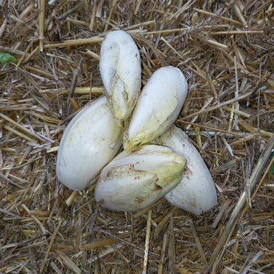Endive de terre