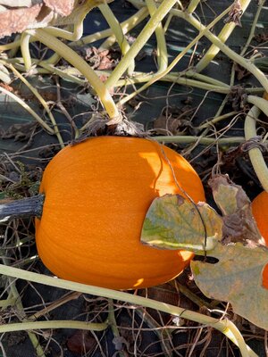 Courge jack o lantern taille m