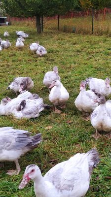 Aile de canard gras