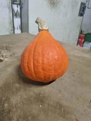 Potimarron