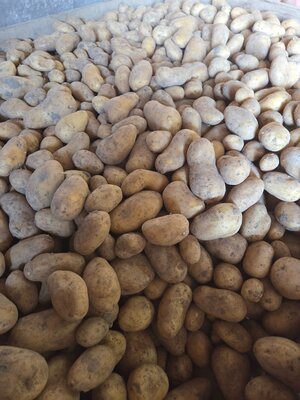 Pomme de terre charlotte