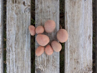 Pomme de terre grenaille - alouette