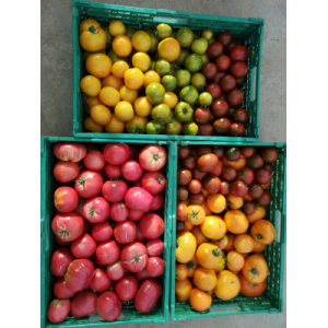 Tomates couleurs en mélange au kg