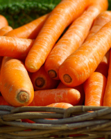 Carottes primeur