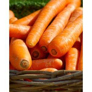 Carottes primeur
