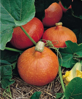 Potimarron 1,2 a 1,4kg