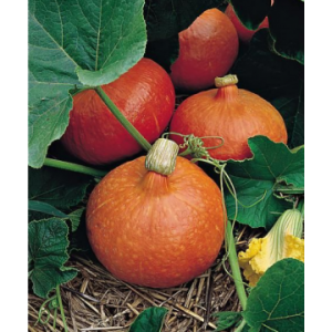 Potimarron 1,2 a 1,4kg