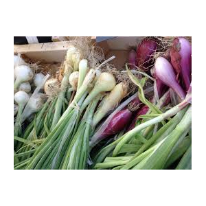 Oignon petits en vert  bio