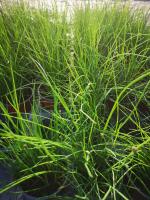 Plant de ciboulette