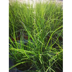Plant de ciboulette