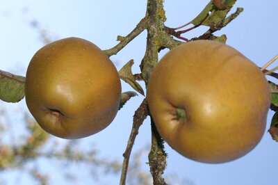 Pommes reinettes grises du canada