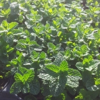 Plant de menthe verte pot 13 cm