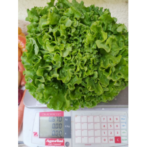 Salade batavia (certifié fr-bio-01)