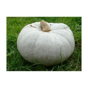 Courge bleu de hongrie