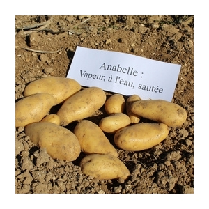 Pomme de terre annabelle