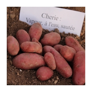 Pomme de terre chérie