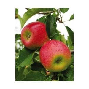 Pomme de table bio jubile